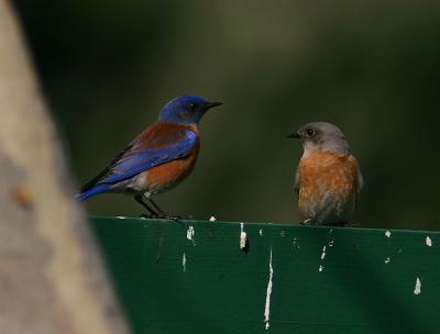 Western Bluebirds