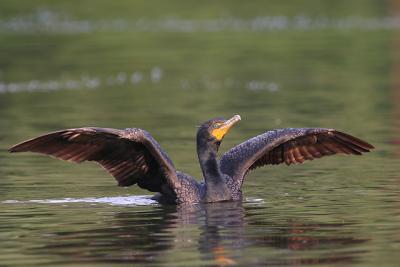 Double-Crested Cormorant