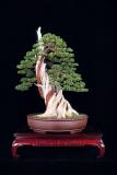 California Juniper