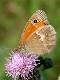 Coenonympha pamphilus