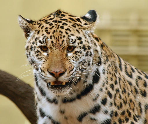 Chester Zoo