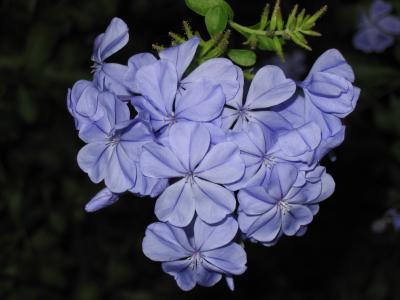 Plumbago