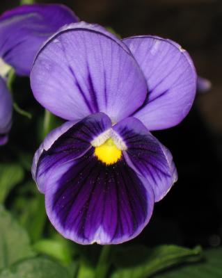 Purple Pansy