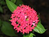 Pentas