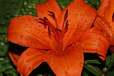 u44/fastuno/medium/28782148.AsiaticLily1.jpg