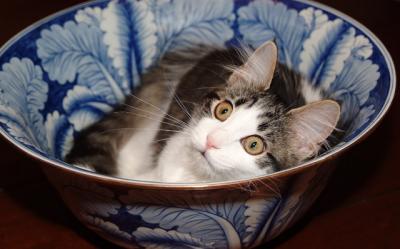 Hiding in the punch bowl