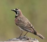 Horned Lark