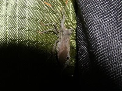 big_bug_on_pack.JPG