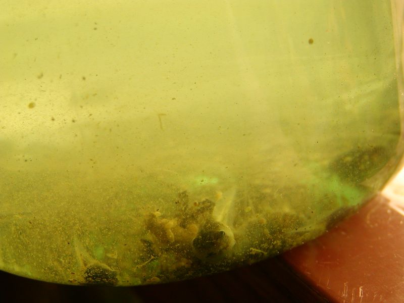 tadpoles_in_jar.JPG