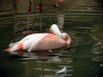 pink swan.jpg