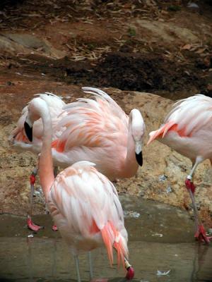 ruffled feathers.jpg