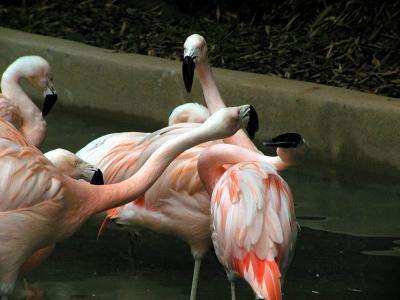 sqawk 1.jpg