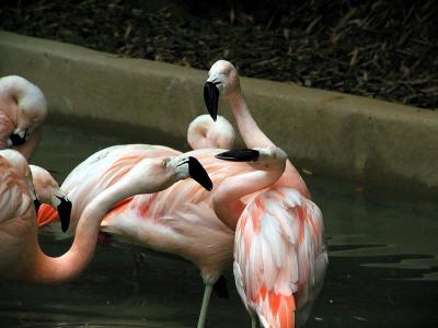 sqawk 2.jpg