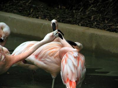 sqawk 3.jpg