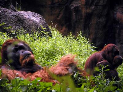 Orangutans