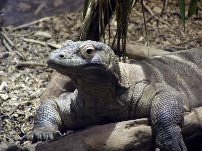 Komodo Dragon