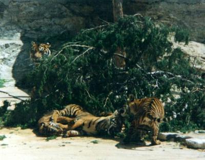 tiger cubs.jpg