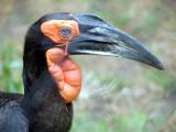 ground hornbill