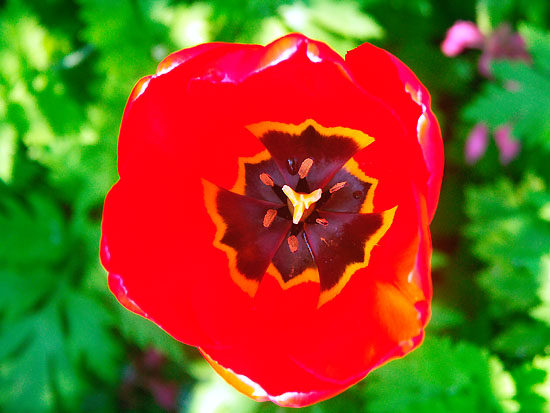 Tulipan in my garden