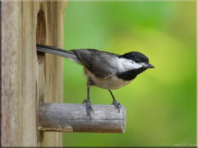 Black-Capped Chickadee