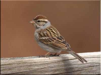 Chipping Sparrow