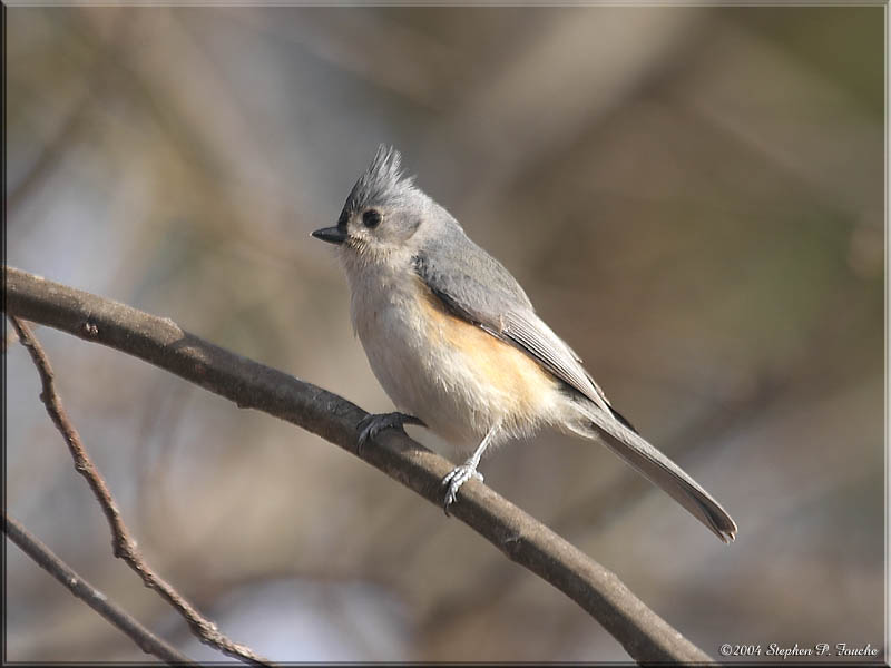 Tufted Titmouse