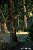 Into The Forest