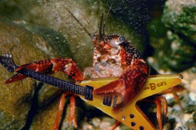 rock_lobster.jpg