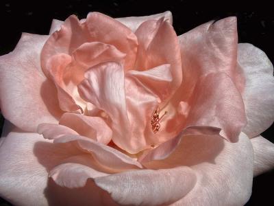 Pink Rose