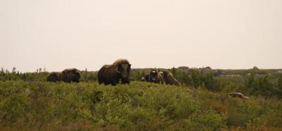 Wild musk ox herd was near our camp. 9789