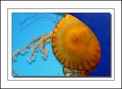 Jelly Fish