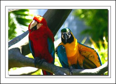 McCaw Parrots