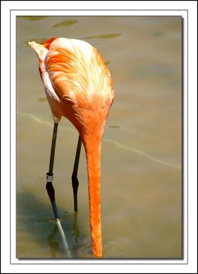 Flamingo
