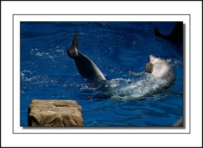 Bottleneck Dolphin