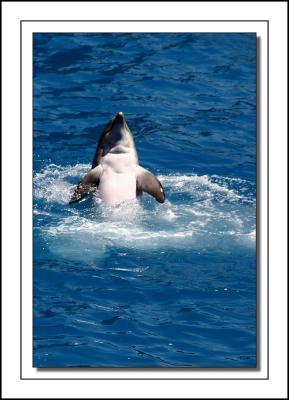 Bottleneck Dolphin