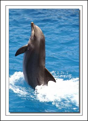 Bottleneck Dolphin