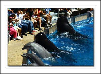 Pilot Whales and Dolphins