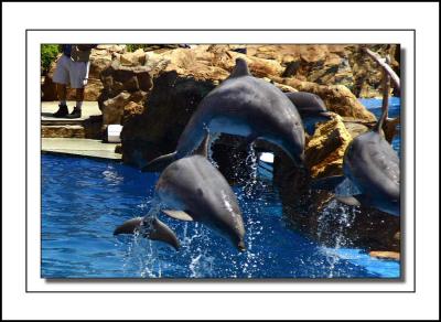 Dolphin