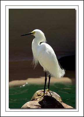 Egret