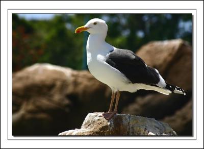 Gull