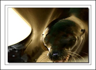Seal