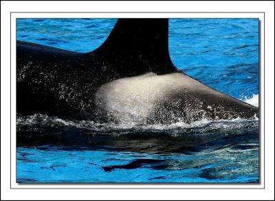 Killer Whale