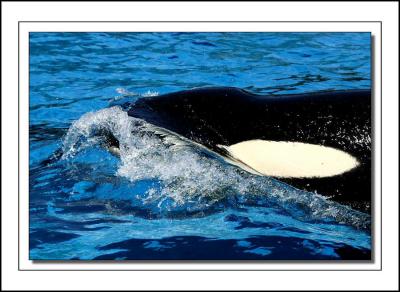 Killer Whale