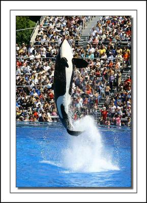 Killer Whale