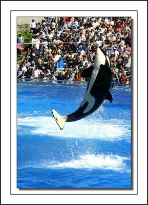 Killer Whale