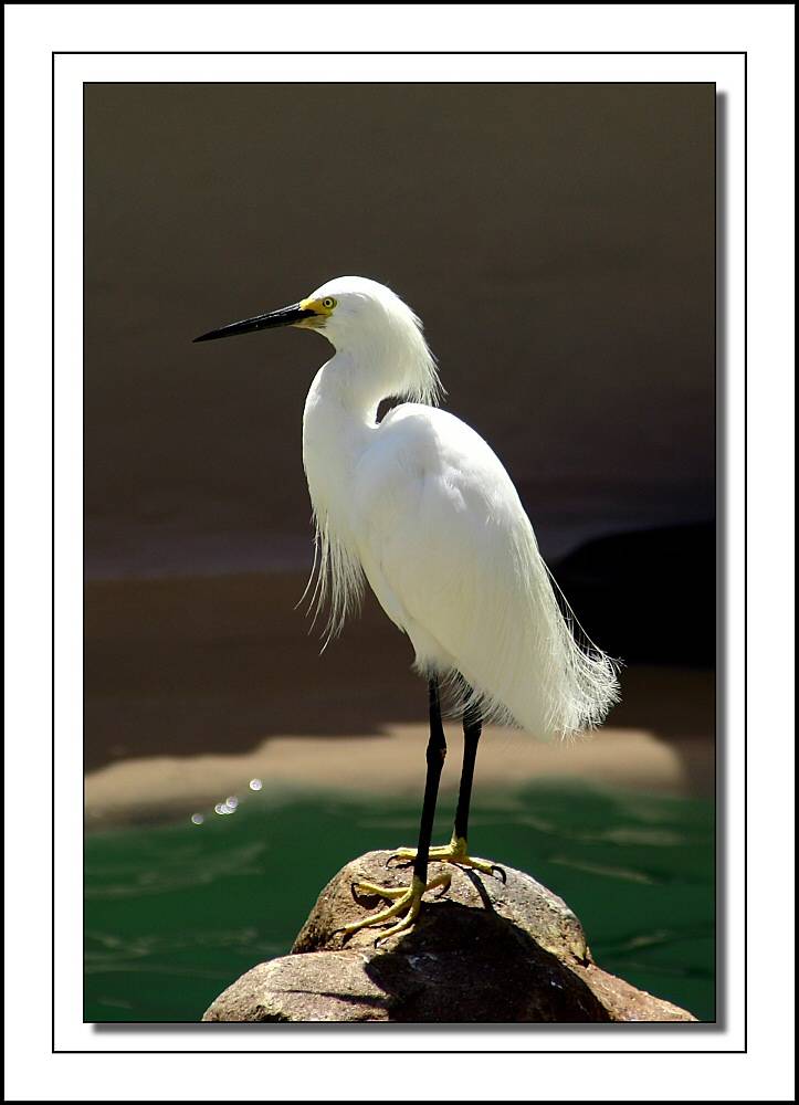 Egret