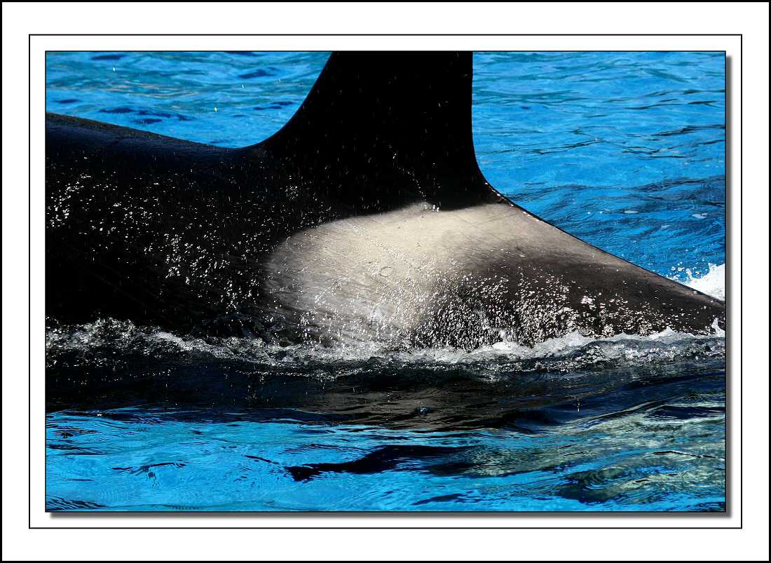 Killer Whale