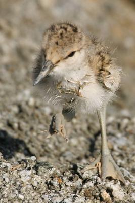 Avocet chick running towards me