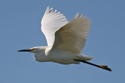 Snowy Egret, wings up