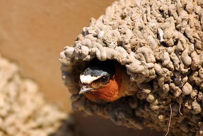 Cliff Swallow